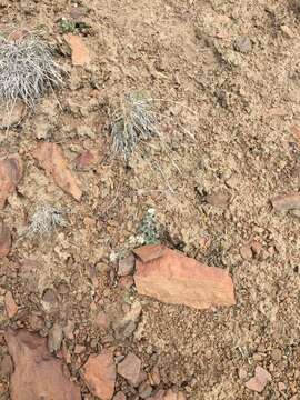 Image of Mex's fleabane