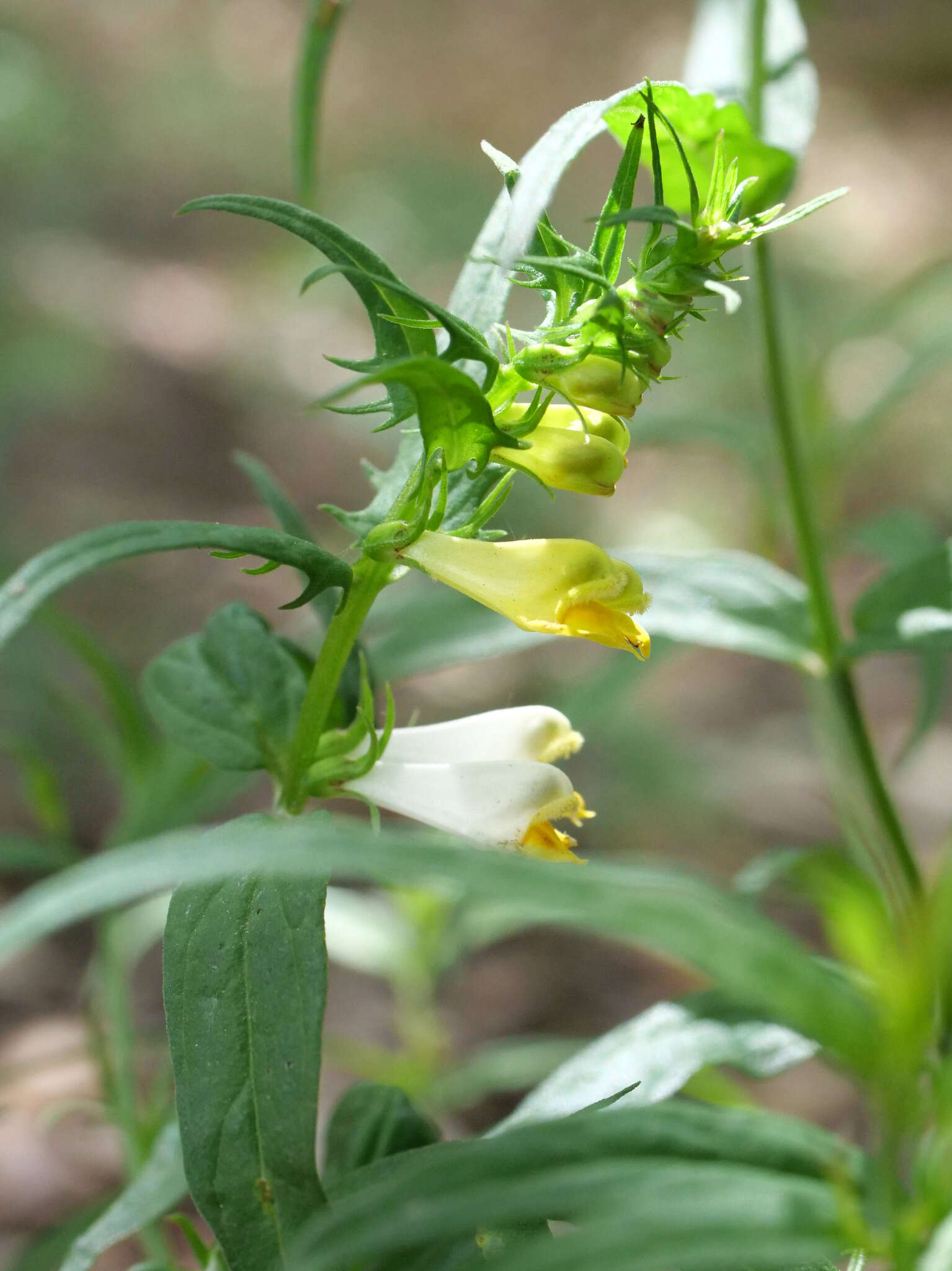 Image of Melampyrum pratense subsp. commutatum (Tausch ex A. Kern.) C. E. Britton