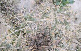 Image of branched pencil cholla