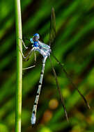 Image of Amber-winged Spreadwing