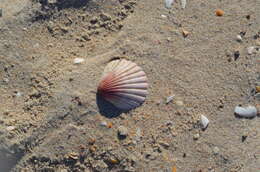 Image of New Zealand scallop