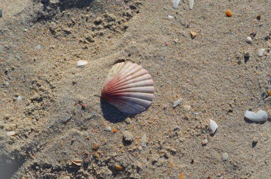 Image of New Zealand scallop