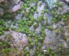 Image of triangular pygmy-moss