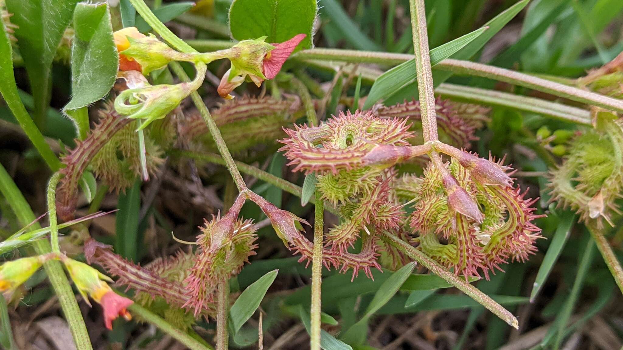 Image of scorpion's-tail