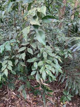 Image of Osmanthus enervius Masam. & T. Mori