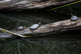 Image of Australian Saw Shelled Turtles