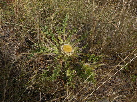 Image of Carlina acanthifolia All.