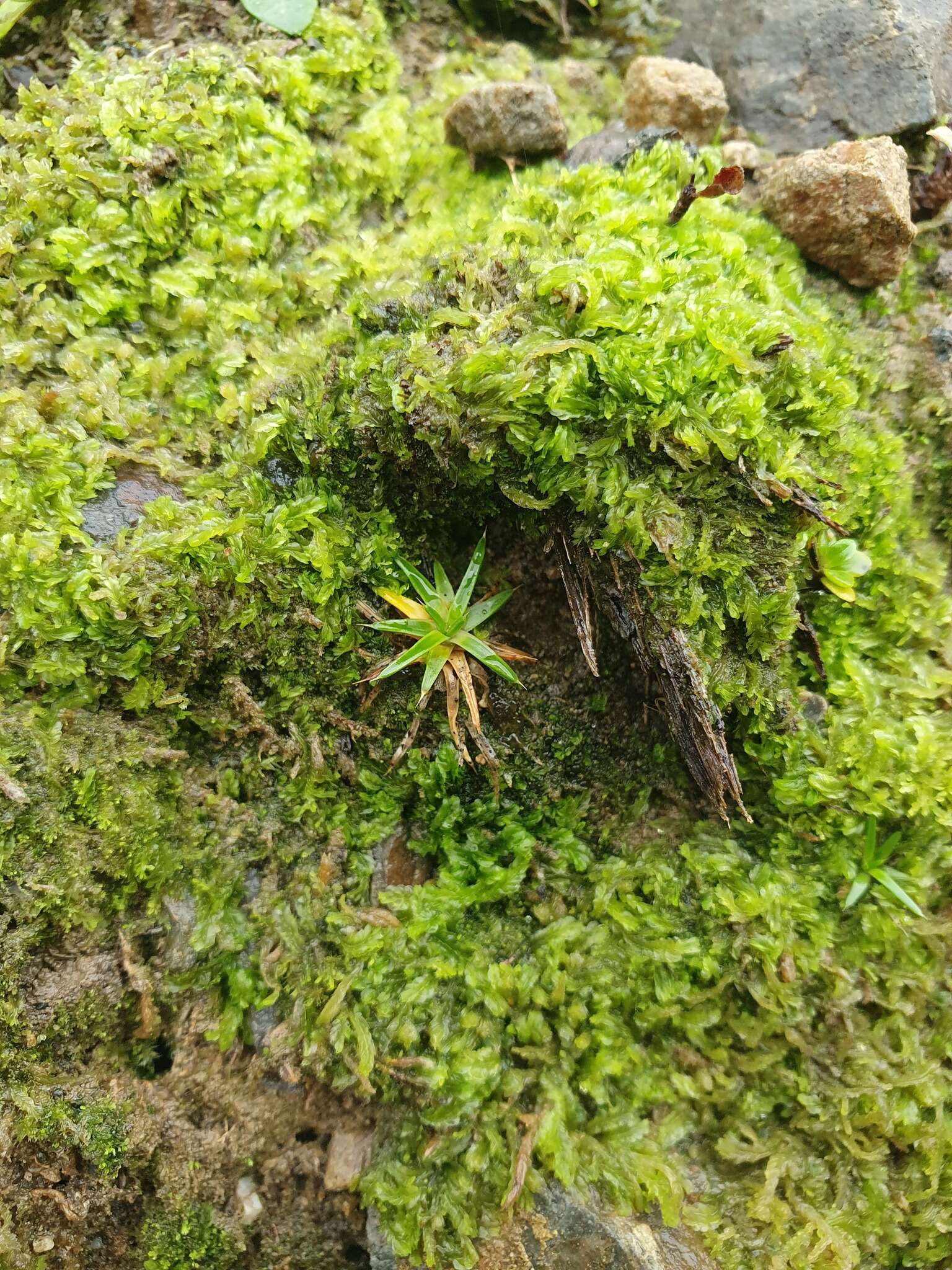 Image of Colobanthus muelleri T. Kirk.