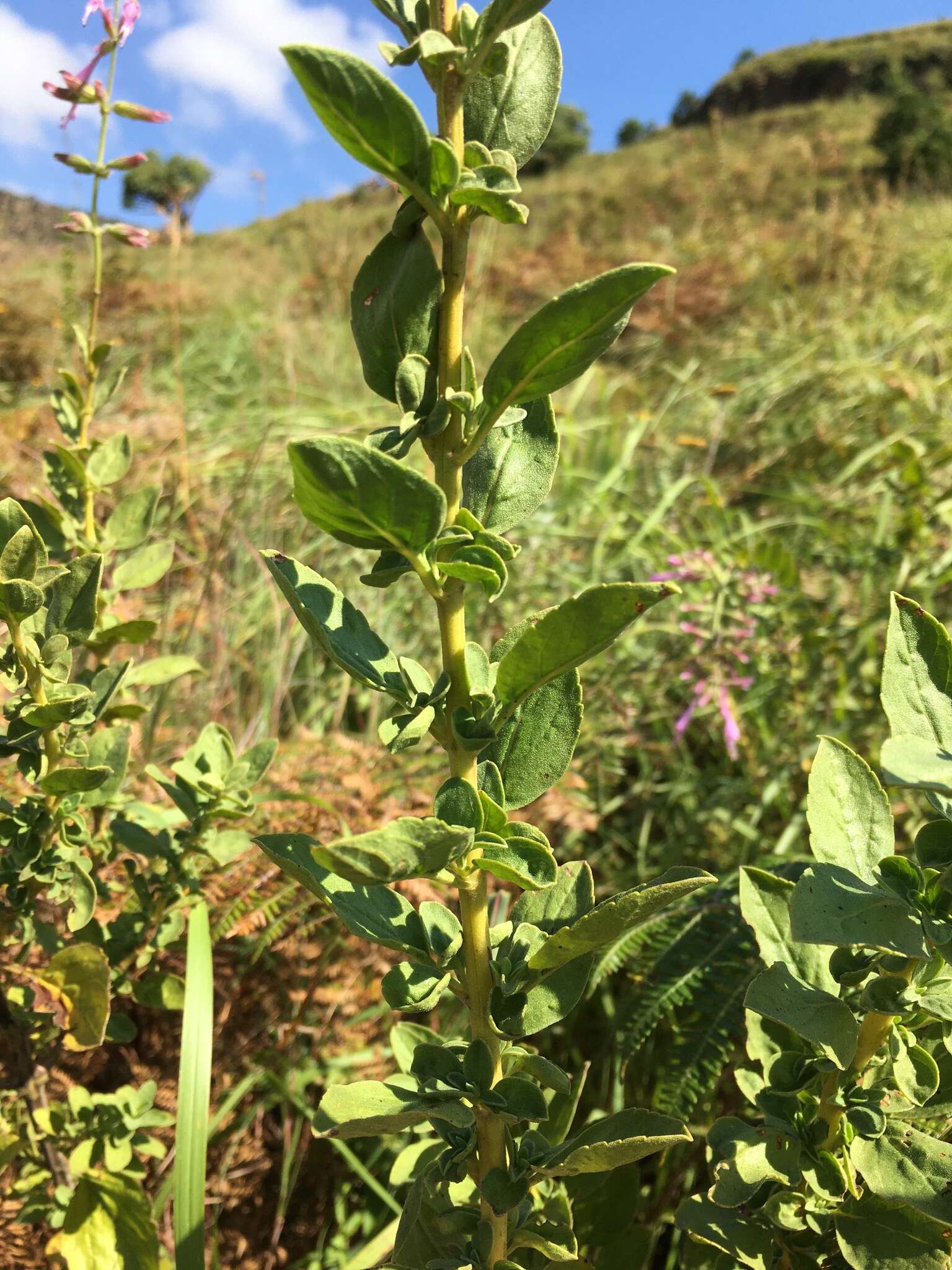 Image de Syncolostemon macranthus (Gürke) Ashby