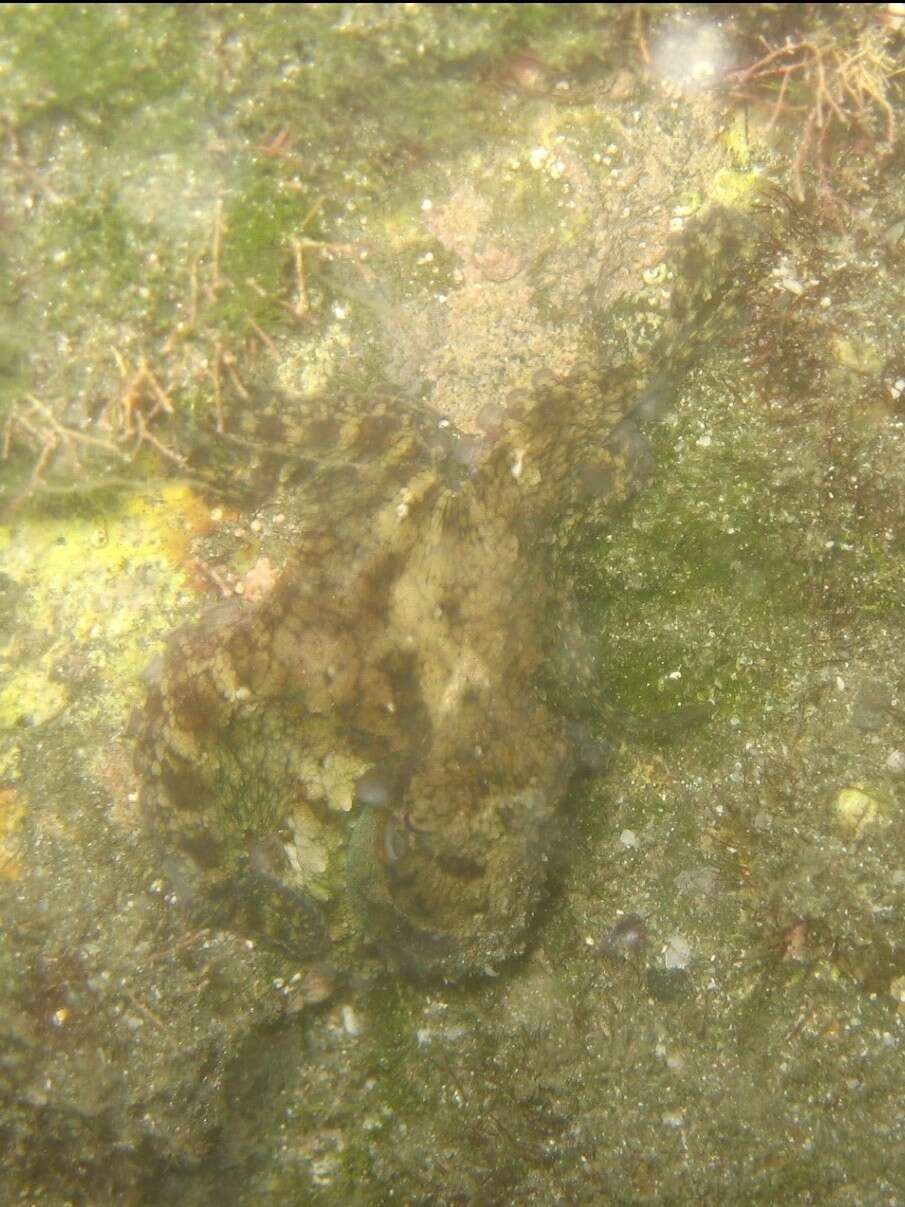 Image of Hubb's octopus