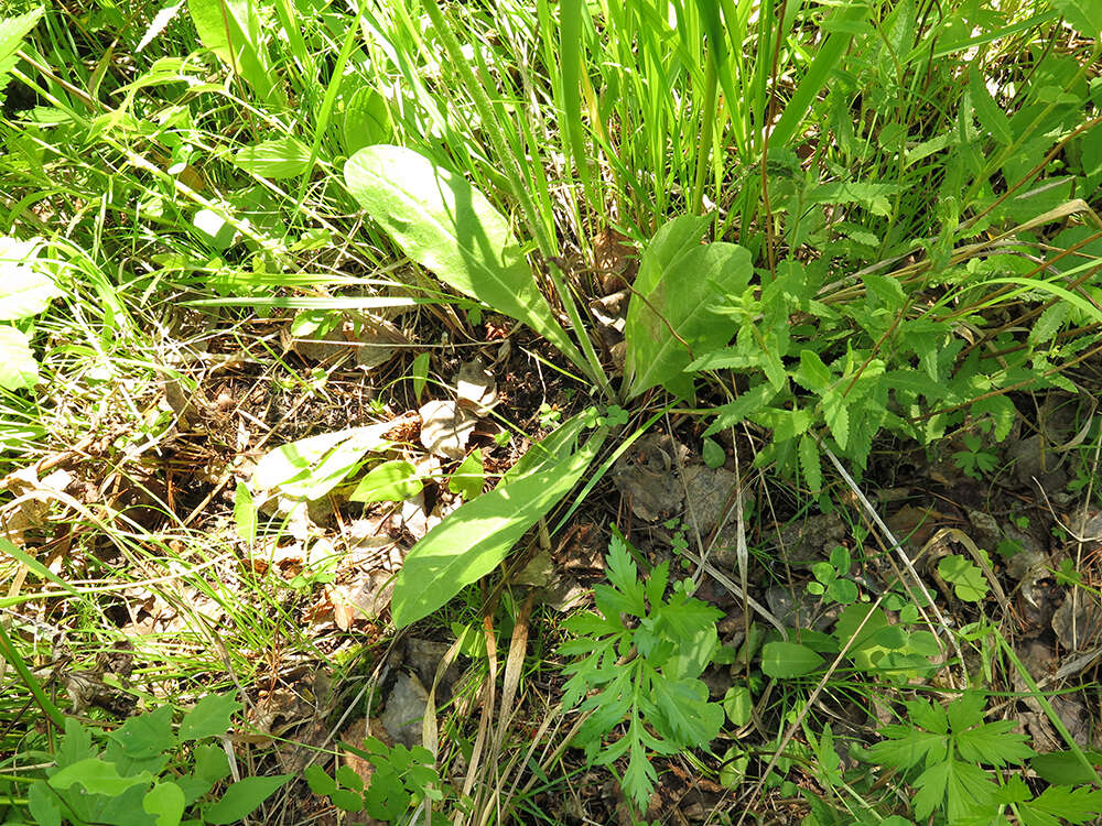 Image of Crepis praemorsa (L.) Tausch