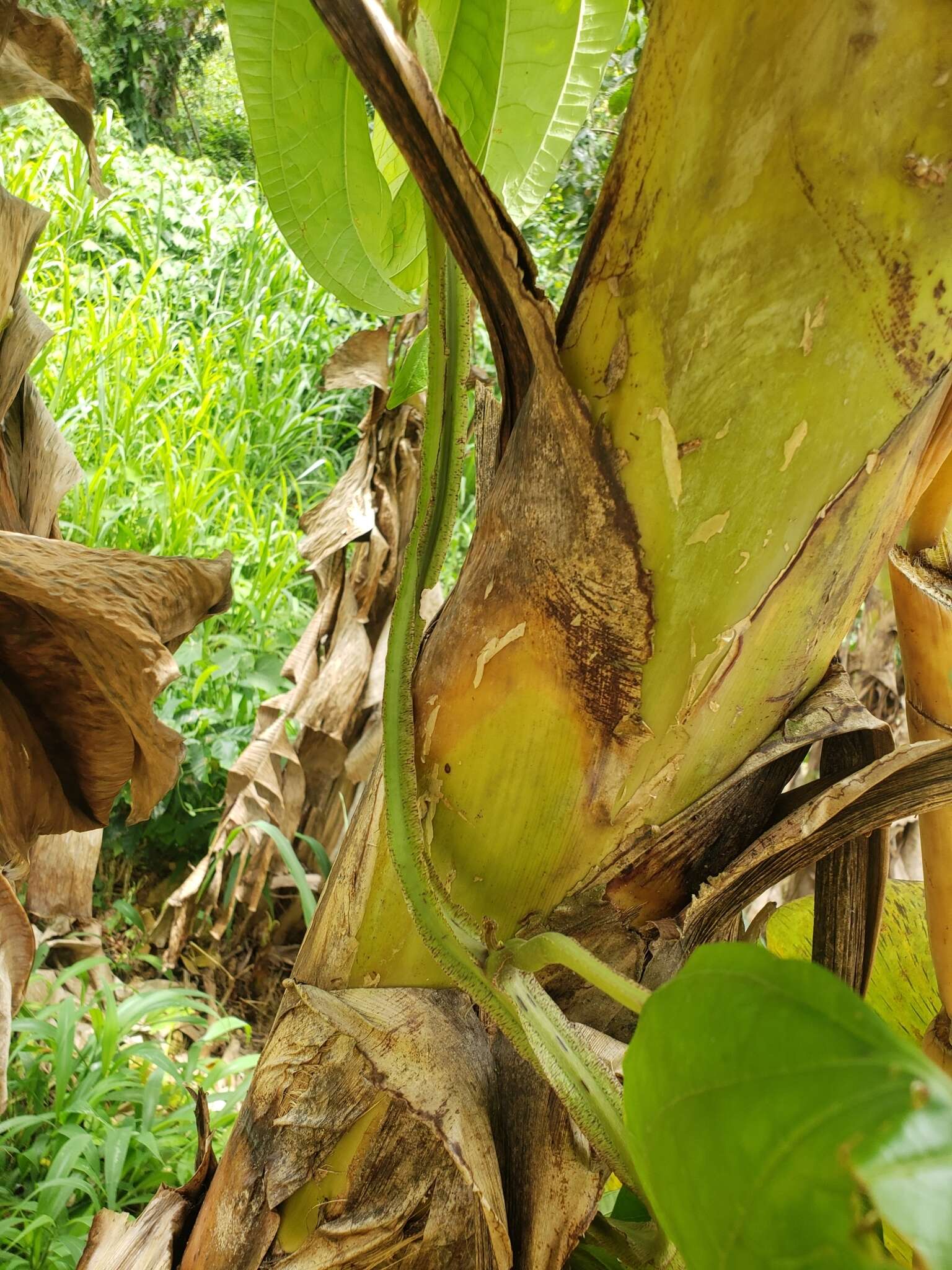 Indian yam, plant