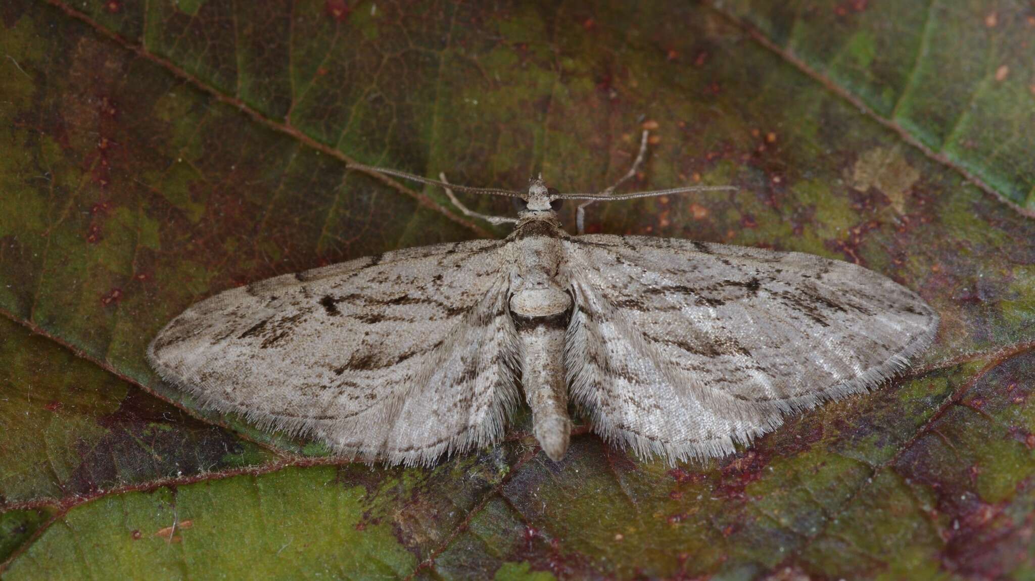 Слика од Eupithecia phoeniceata Rambur 1834