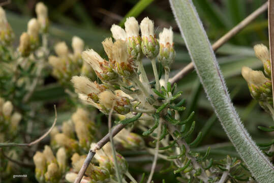 صورة Baccharis patens Baker