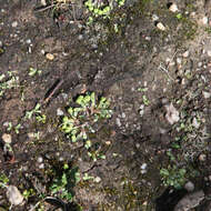 Image of Asterella drummondii (Taylor) R. M. Schust. ex D. G. Long