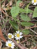 Image de Olearia tomentosa (Wendl.) DC.