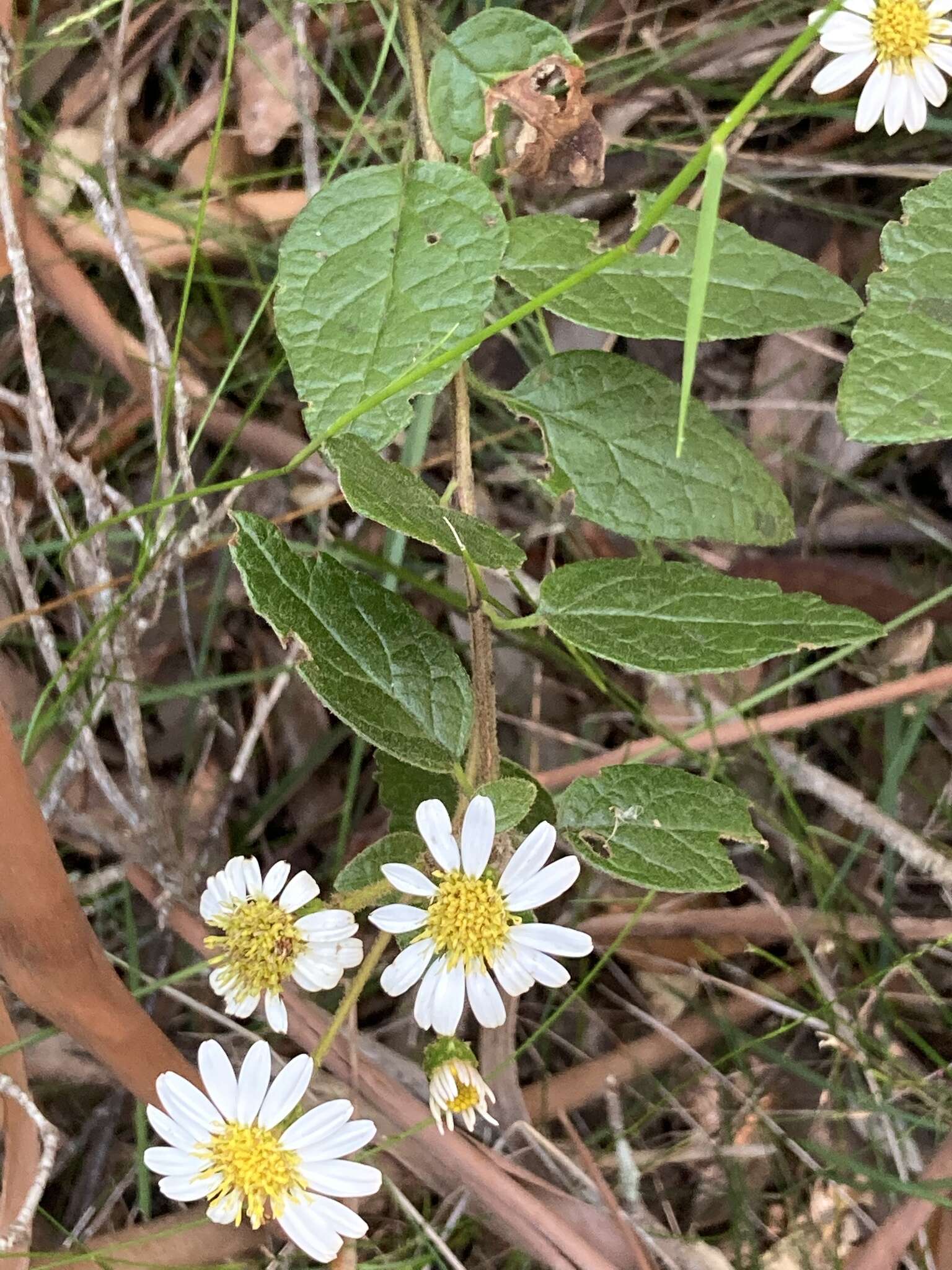 Image of Olearia tomentosa (Wendl.) DC.