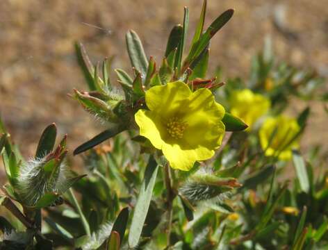 Image of Hibbertia glomerosa var. glomerosa