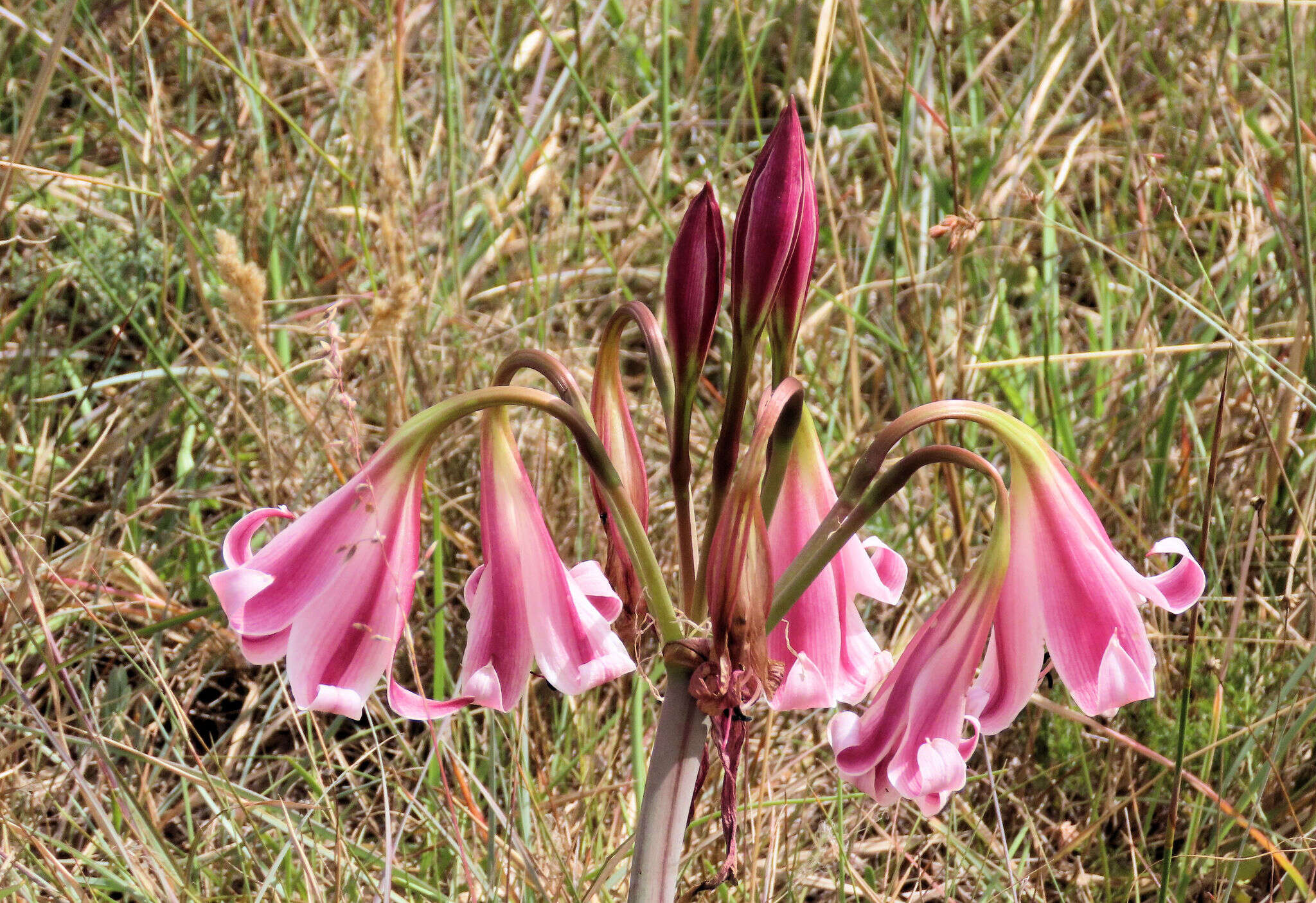 Image of Crinum lineare L. fil.