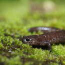 Image of Taiwan lesser salamander