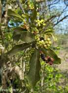 Image of Antidesma madagascariense Lam.