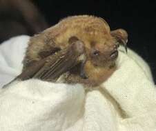 Image of Seminole Bat