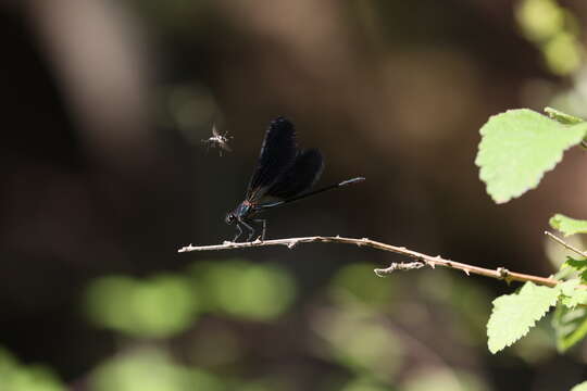 Imagem de Calopteryx virgo (Linnaeus 1758)