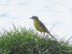 Motacilla flava flava Linnaeus 1758 resmi