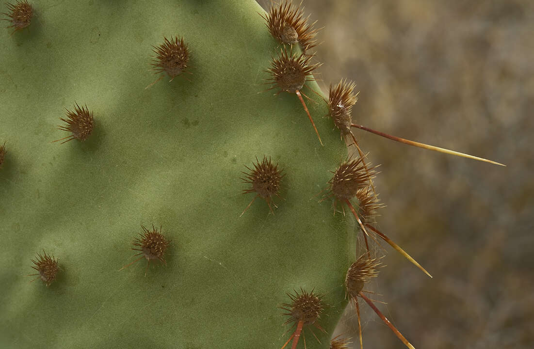 Image of chenille pricklypear