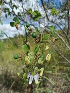 Image of Passiflora standleyi Killip