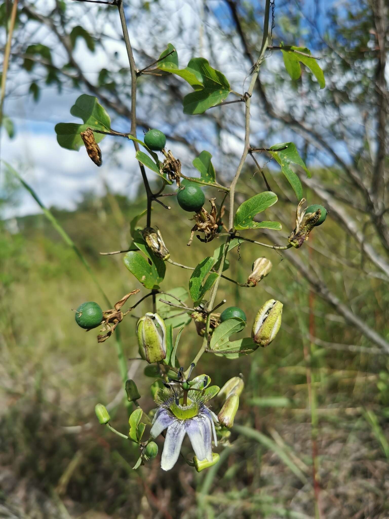 Image of Passiflora standleyi Killip