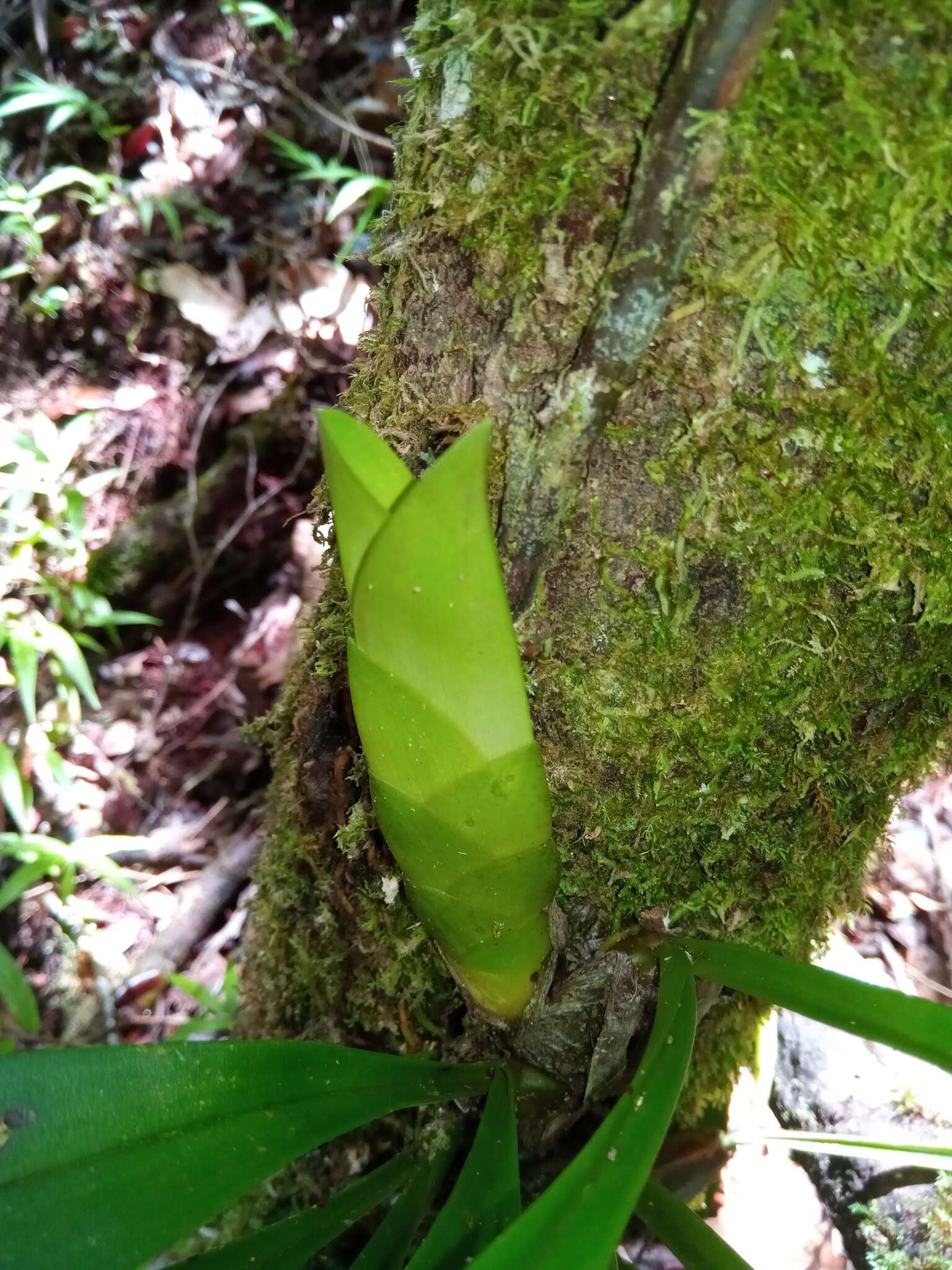 Image of Bulbophyllum occlusum Ridl.