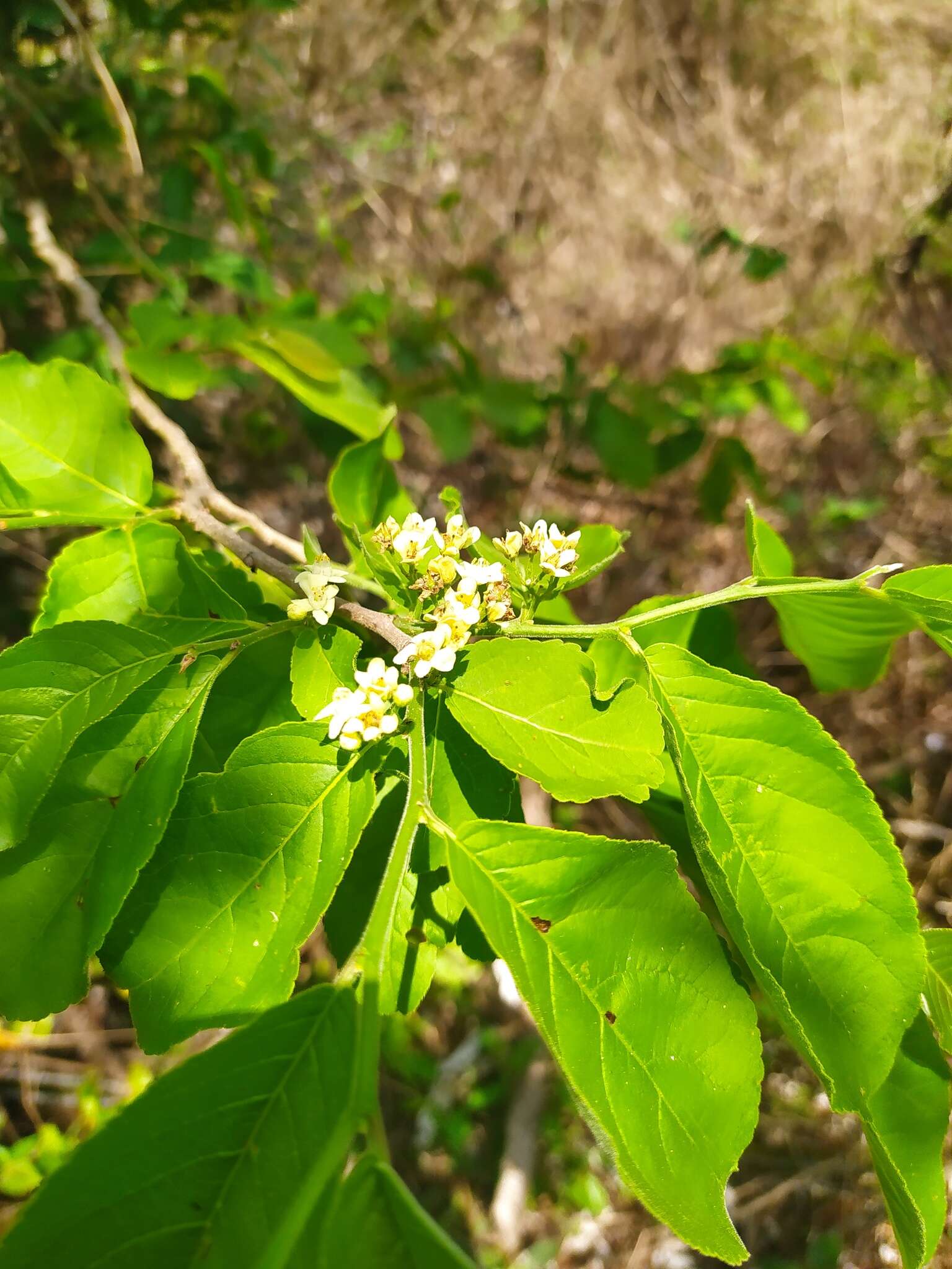 Image de Casearia nitida (L.) Jacq.