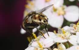 صورة Miltogramma punctata Meigen 1824