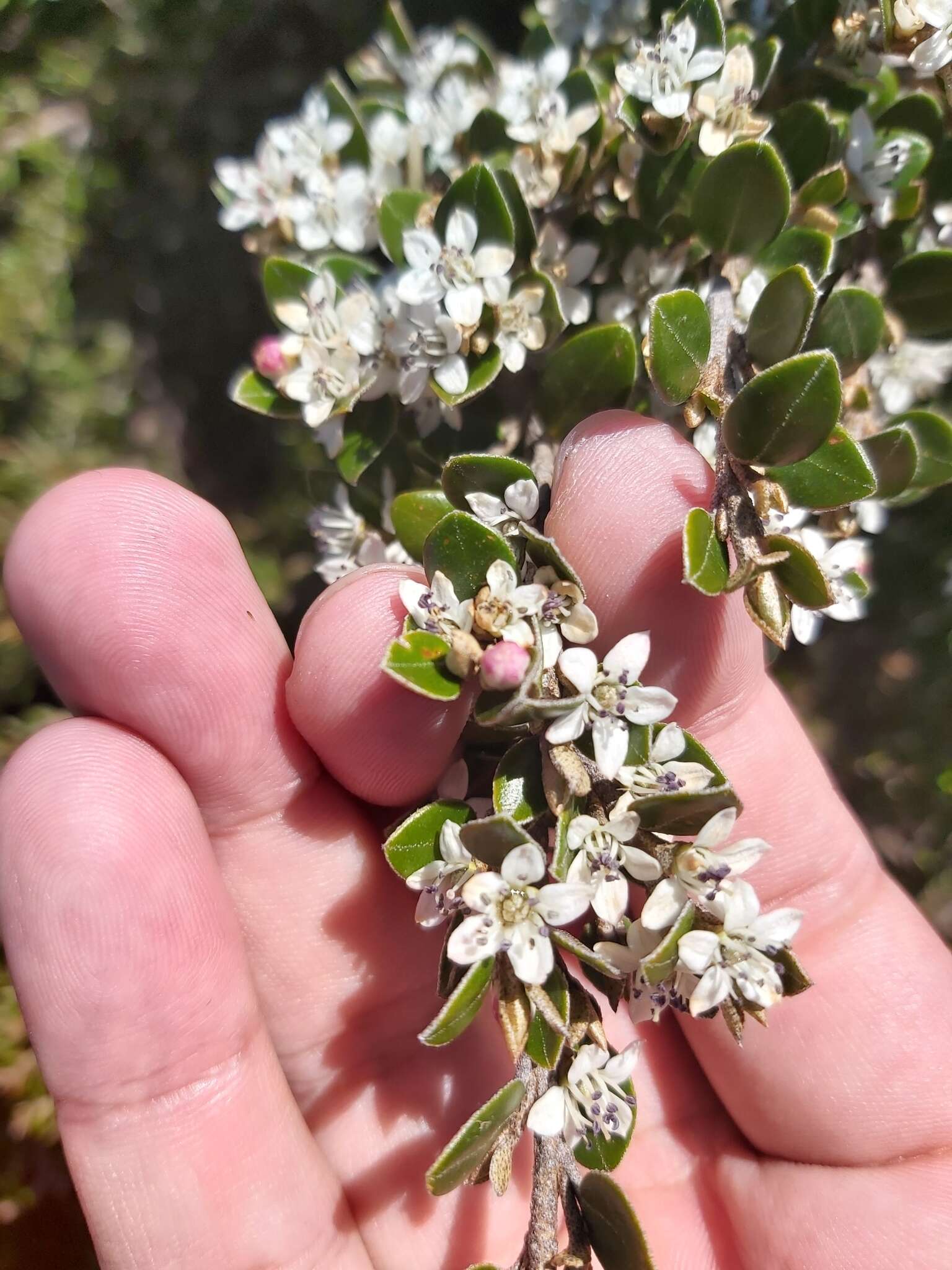 Image of Nematolepis ovatifolia (F. Müll.) Paul G. Wilson