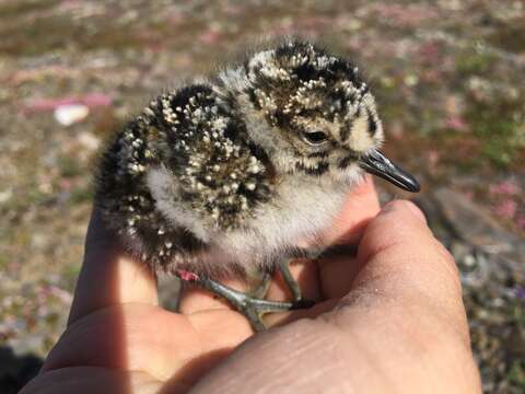 Image of Calidris canutus roselaari Tomkovich 1990