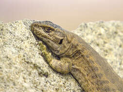 Image of Buerger's Tree Iguana