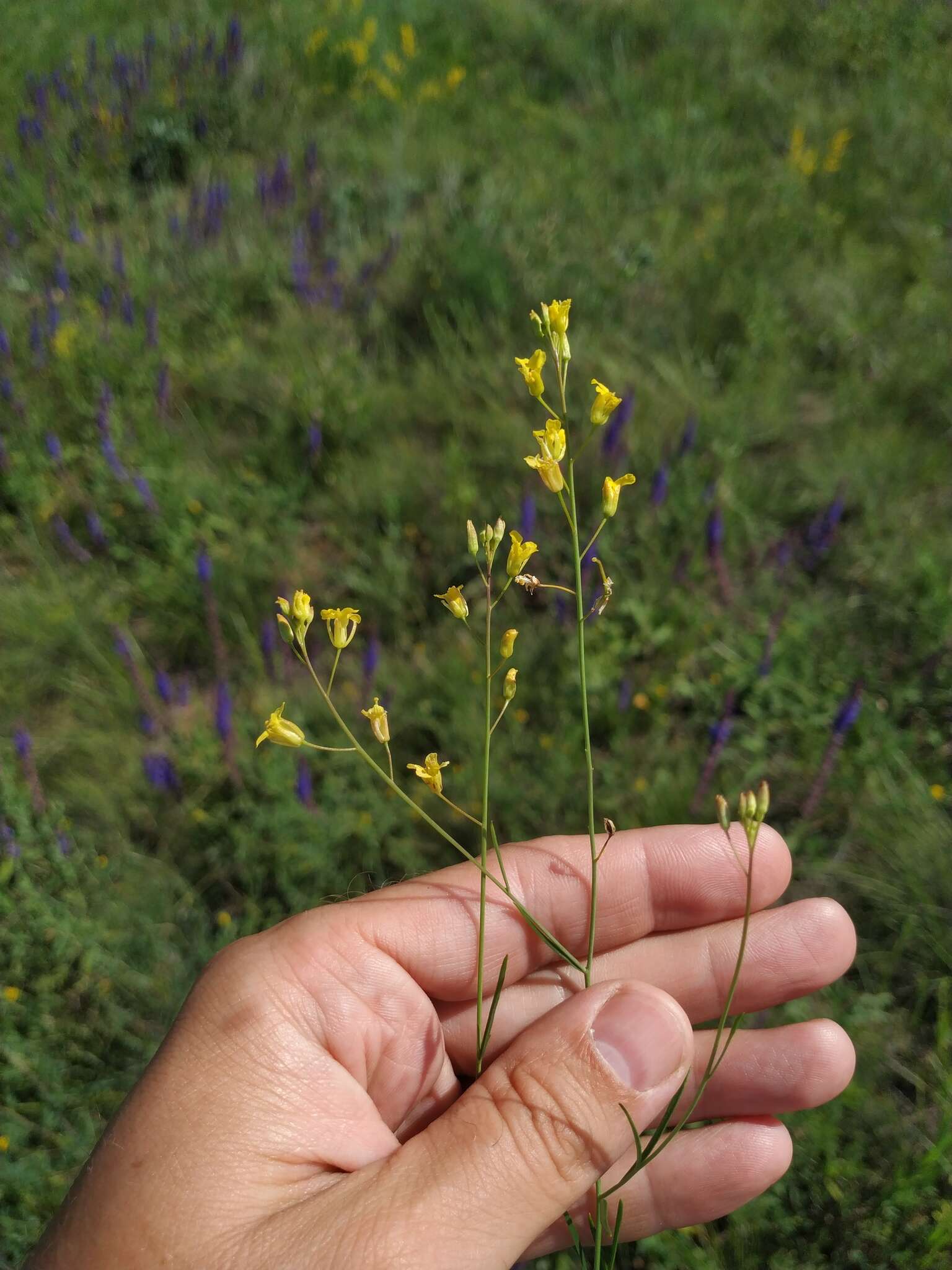 Plancia ëd Sisymbrium polymorphum (Murray) Roth