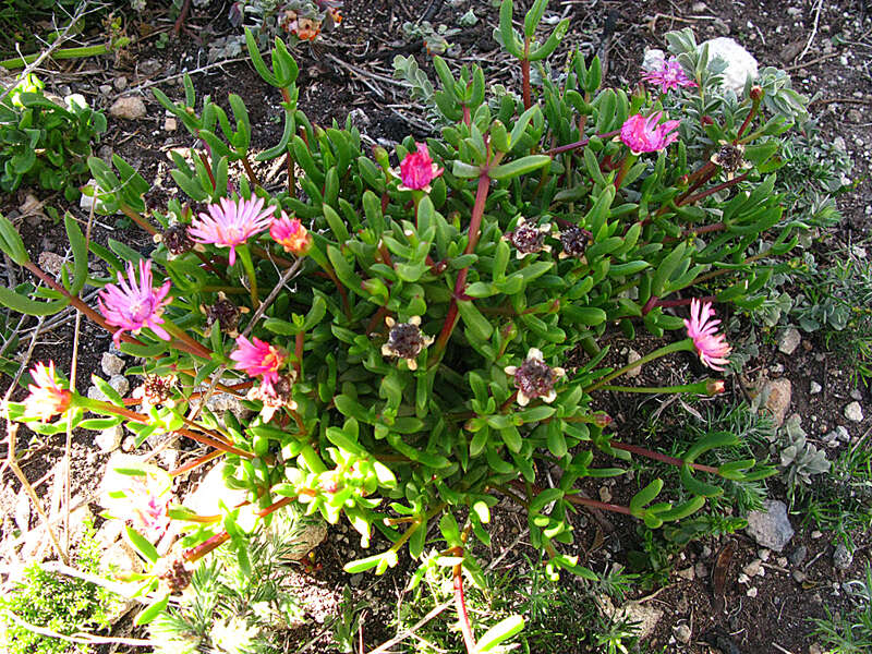 Imagem de Delosperma virens L. Bol.