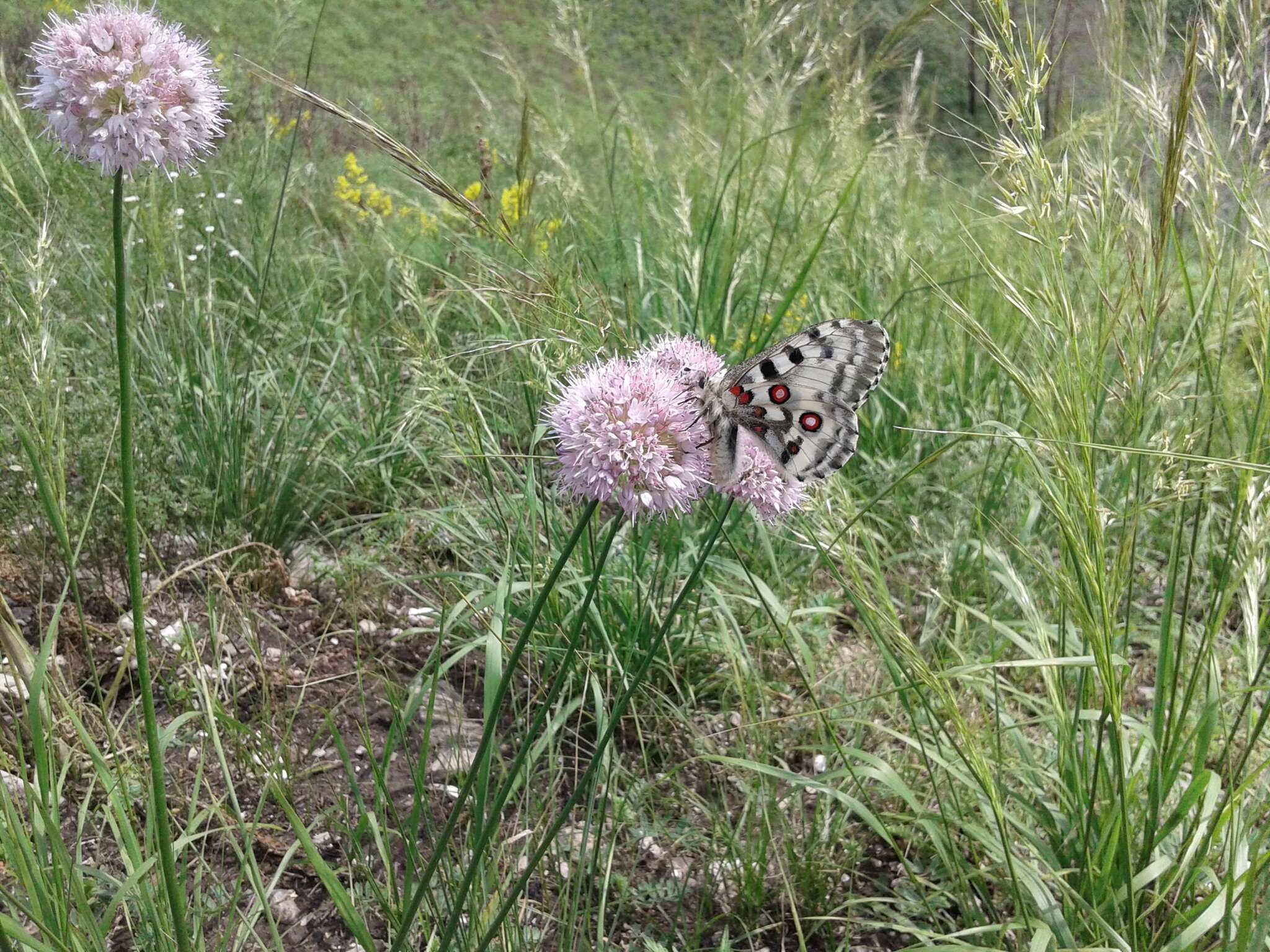 Image of German garlic