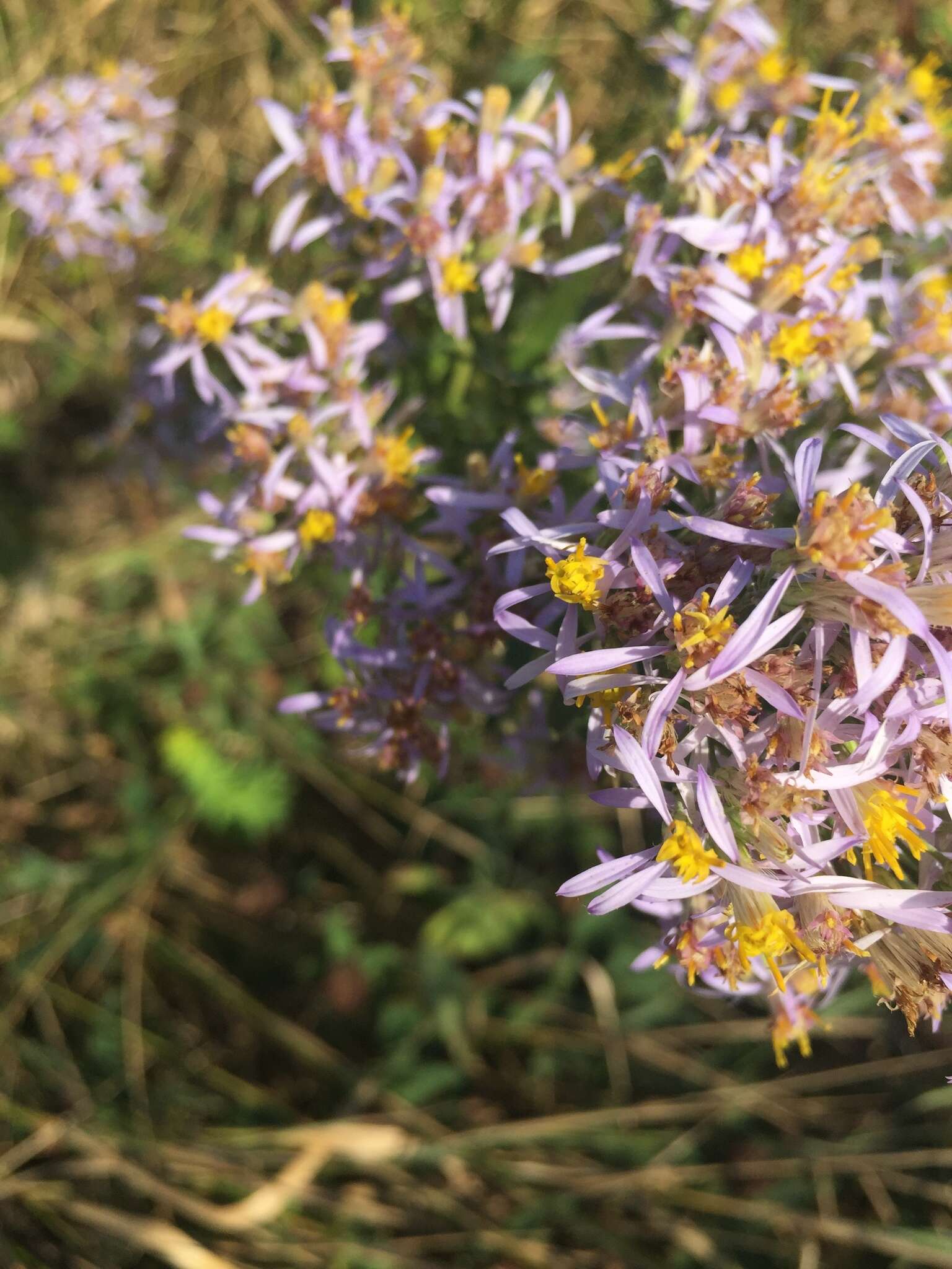 Plancia ëd Galatella sedifolia (L.) Greuter