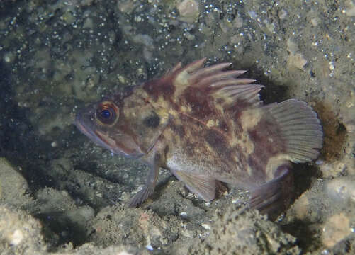 Image of Brown rockfish