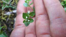 Pombalia parviflora (Mutis ex L. fil.) Paula-Souza resmi