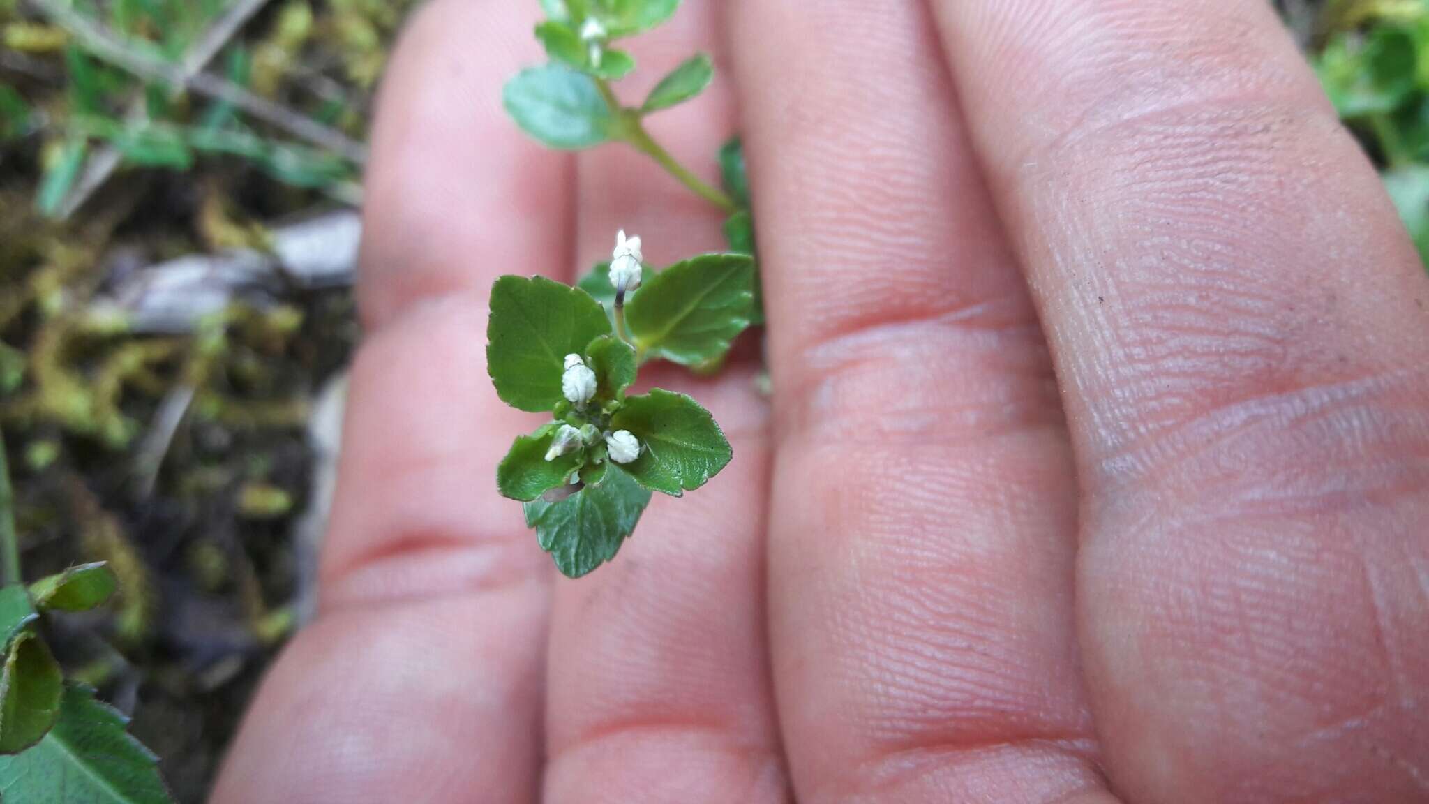 Pombalia parviflora (Mutis ex L. fil.) Paula-Souza resmi