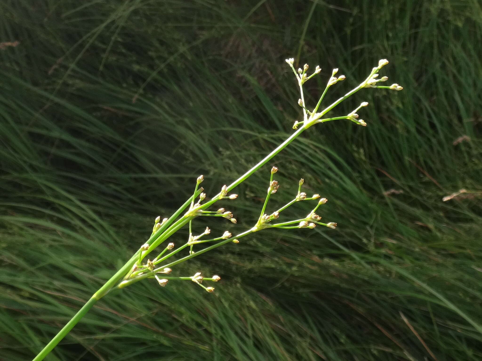 Image of Blunt-flowered Rush