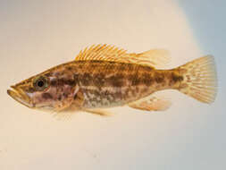 Image of Thinface cichlid