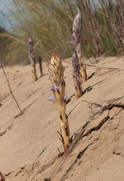 Image of Orobanche coerulescens Stephan