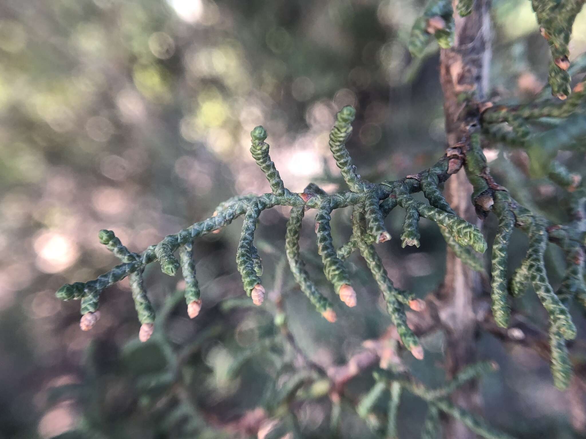 صورة Cupressus goveniana var. abramsiana (C. B. Wolf) Little