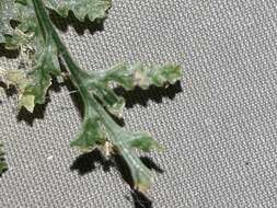 Image of Polyphlebium vieillardii (v. d. Bosch) Ebihara & K. Iwats.