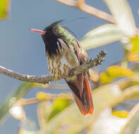 Lophornis helenae (Delattre 1843) resmi